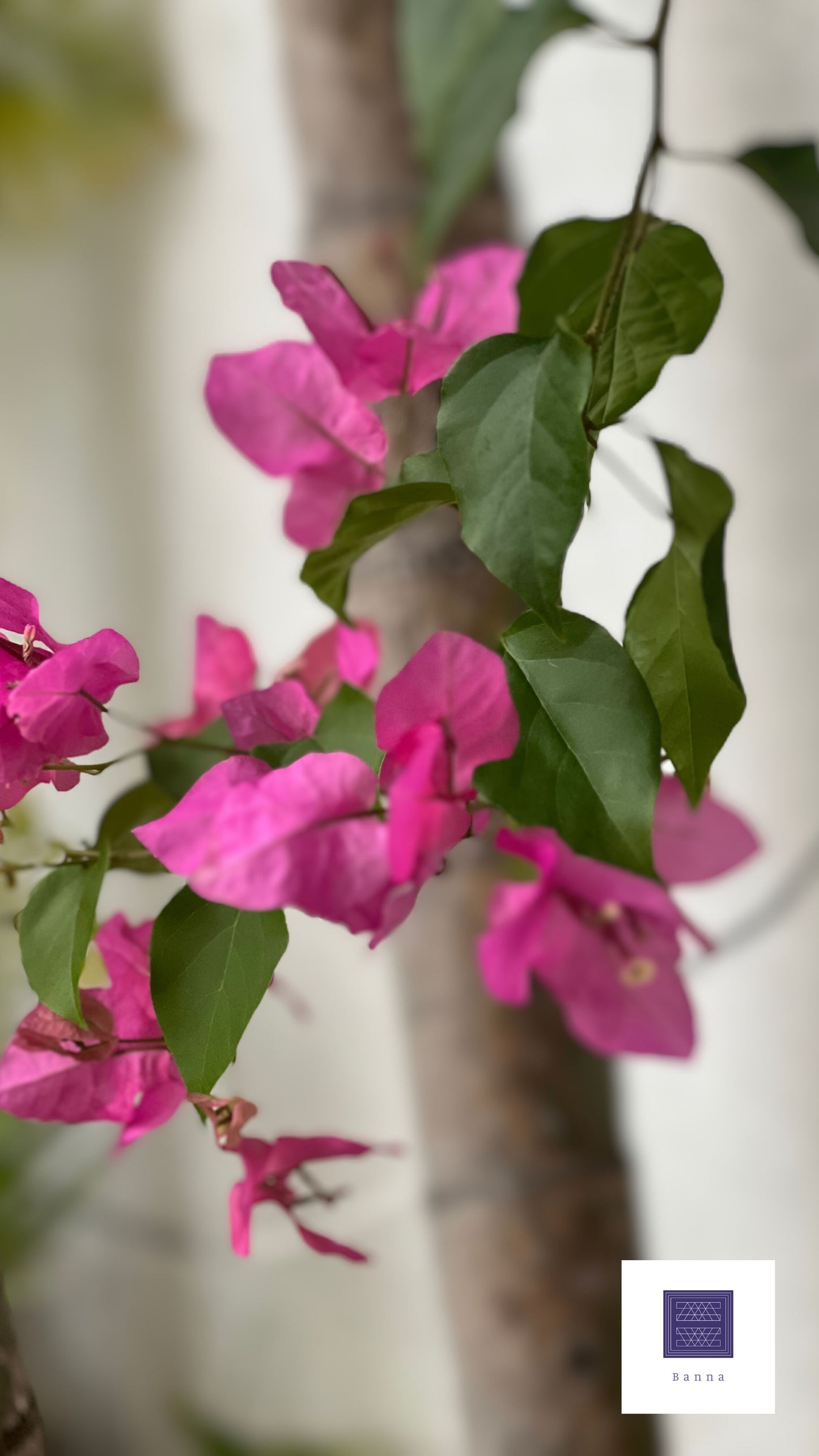 Bougainvillea Bloom, Bright pink and light green - Banna's signature organza saree